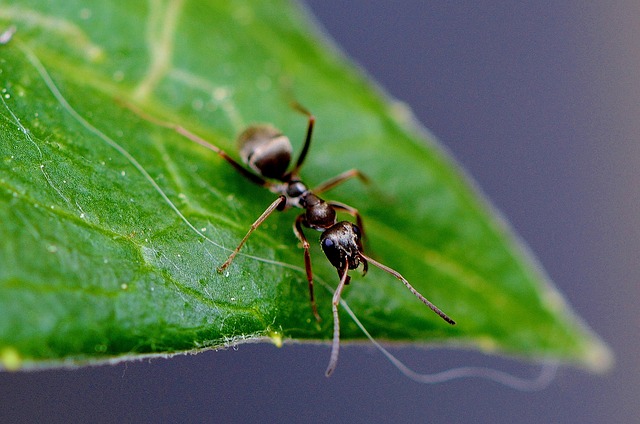 mravenec a list